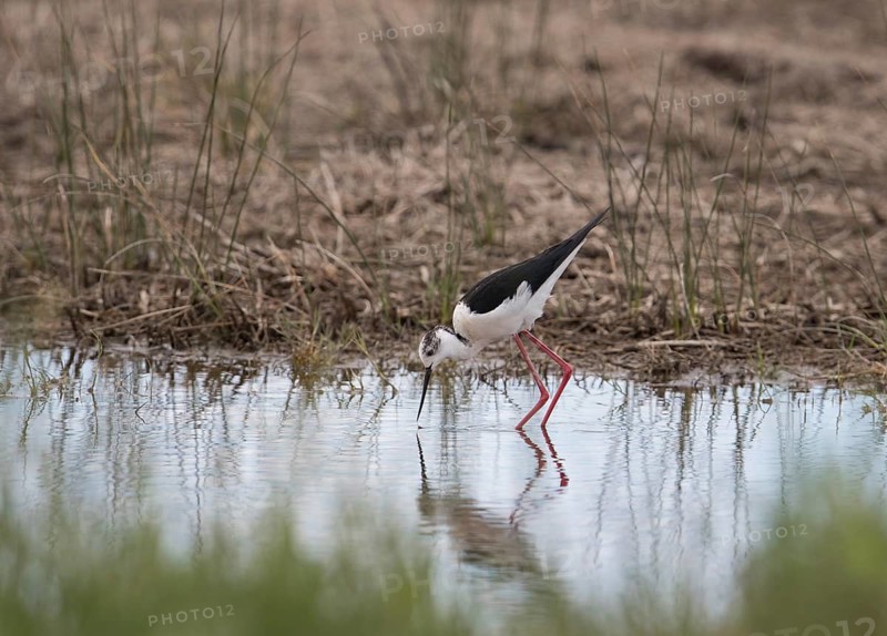 Black-winged Black-winged Stilt (Himantopus himantopus), Provence, Camargue, France