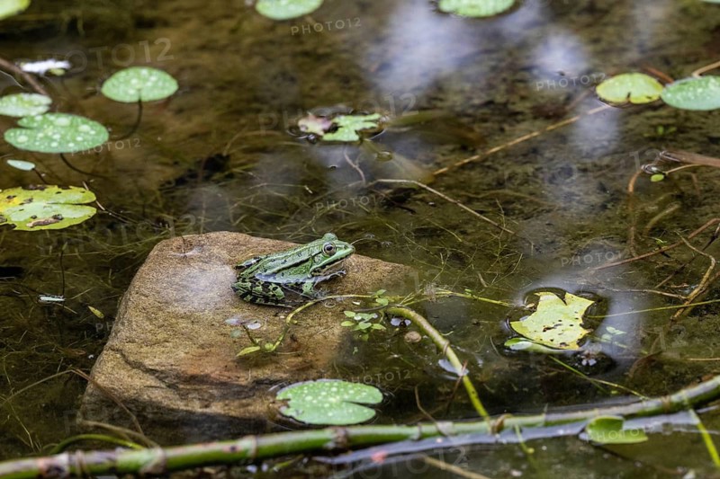 Pool frog (Rana esculenta), Emsland, Lower Saxony, Germany