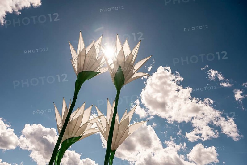 Decorative flowers with cloudy sky and sun at the Superbloom Festival in Munich's Olympic Park on 29.08.2026