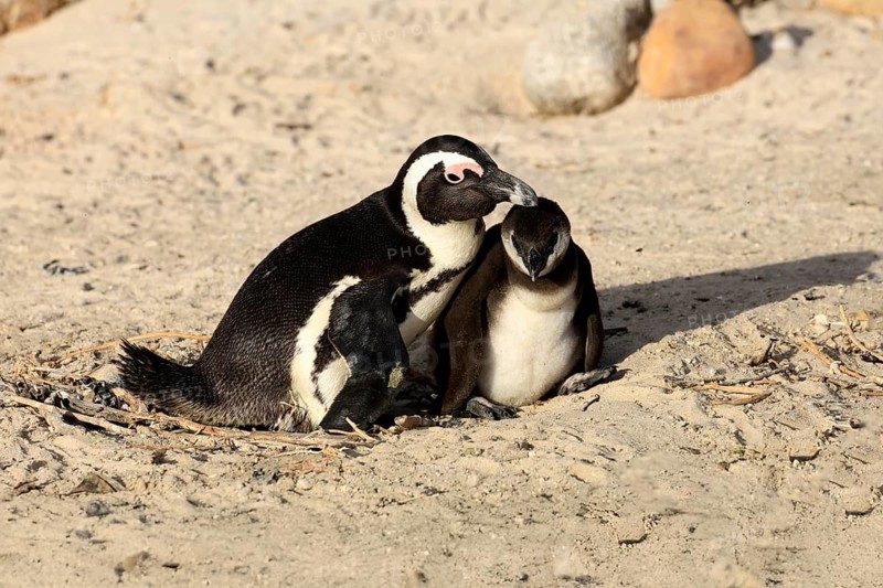 African penguin (Spheniscus demersus), adult, juvenile, chick, nest, beach, Boulders Beach, Simonstown, Western Cape, South Africa, Africa, Germany