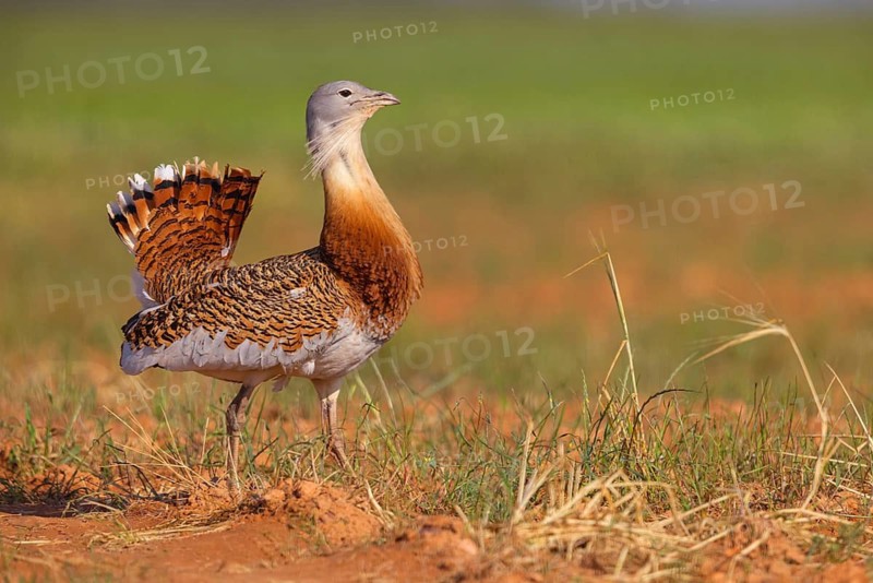 Great bustard (Otis tarda), Outarde barbue, Avutarda Común, Spain, Toledo, Hides De Calera / Great Bustard, Calera Y Chozas, Castilla La Mancha / Toledo, Spain