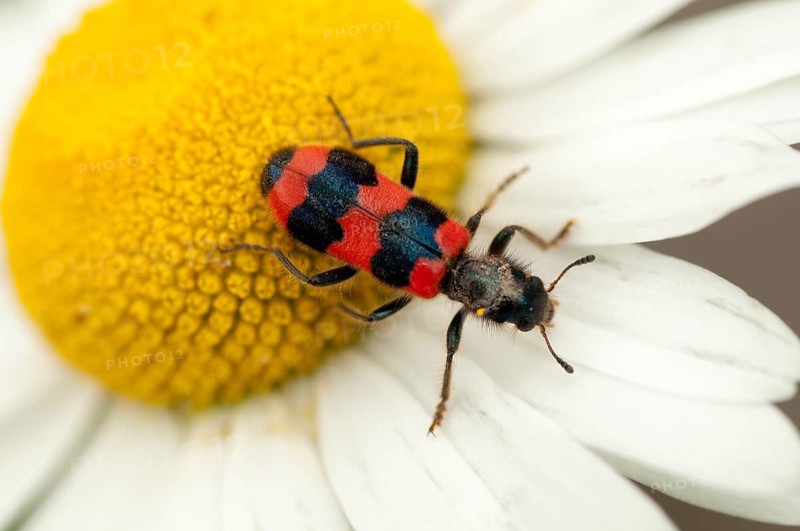 Bee beetle, bee wolf, common bee beetle, immense beetle, immense wolf, trichodes apiarius, beetle, coleoptera, insects, beetles
