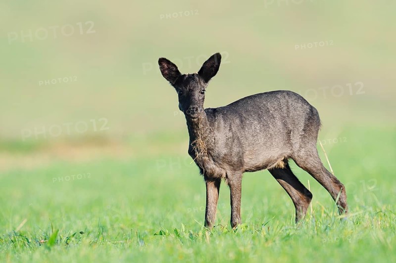 European roe deer (Capreolus capreolus), black roe deer, fawn standing in a meadow and feeding, Lower Saxony, Germany
