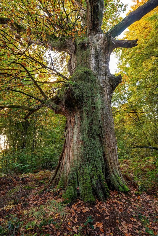 Monumental old English oak (Quercus robur) in an autumn scene in the Sababurg primeval forest, Reinhardswald nature park Park, Hesse, Germany