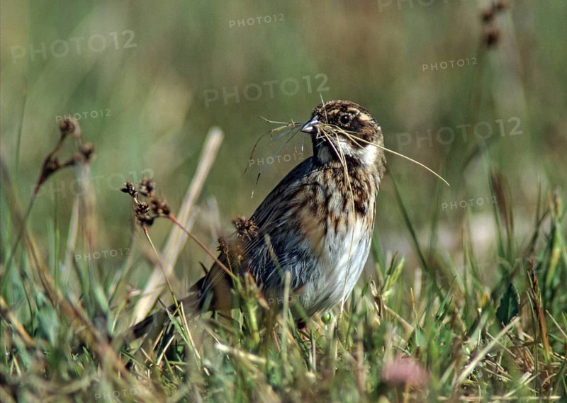 Emberiza schoeniclus, reed bunting, birds, female, nest building, nesting material, passeri, songbirds, songbirds, birds, female