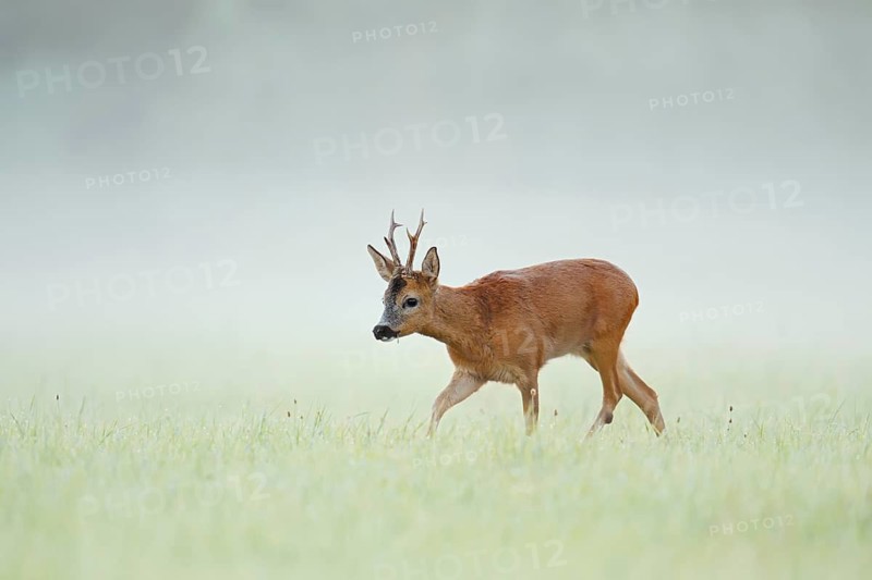 European roe deer (Capreolus capreolus), a roebuck in a meadow in the morning mist, North Rhine-Westphalia, Germany
