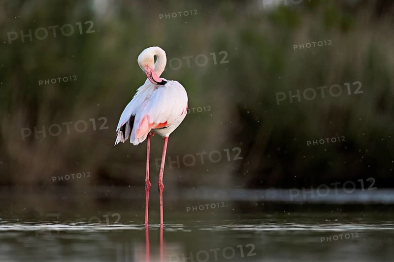 Pink flamingo (Phoenicopterus roseus), standing in the water preening its plumage, Camargue Regional Nature Park, southern France