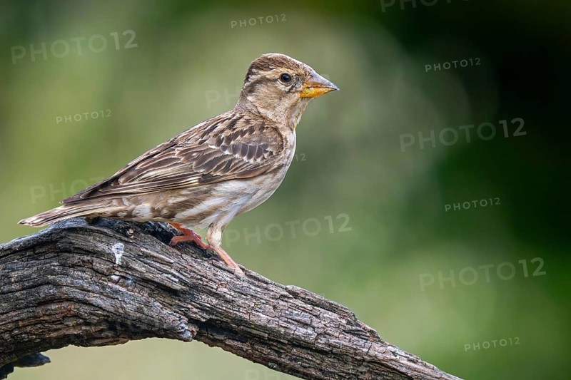 Rock sparrow, rock petronia (Petronia petronia petronia, Fringilla petronia) perched on branch in spring, Spain