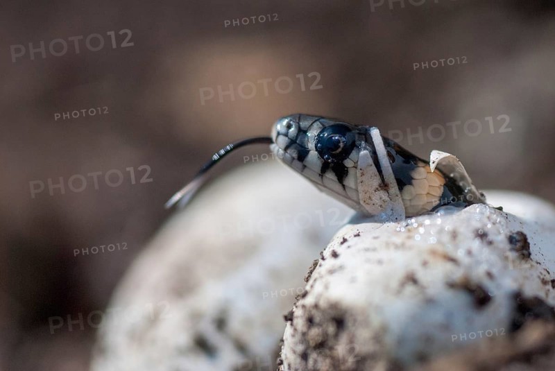 Grass Snake, Natrix Natrix, Grass Snake, Clutch, Critters, Eggs, Reptilia, Reptilia, Reptiles, Ringed Snakes, Snakes, Water Snakes
