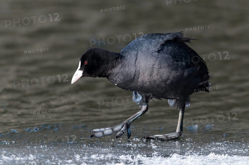 Eurasian Coot coot, fulica atra, birds, coot, coot rail, ice, gruiformes, ice, crane birds, rails, harrow birds, rallidae, snow, birds, waterbirds, waterbirds, winter