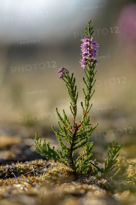 Broom heath, Brandenburg, Calluna vulgaris, Germany, Ericaceae, heather plants, Nabu, Nabu project, national natural heritage, natural paradise Grünhaus, post-mining landscape, common heather, flora, green house, heath, high size, ling, plants, simply heather
