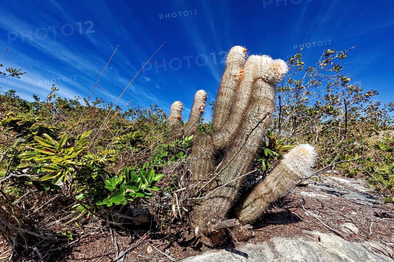 Several cacti beneath a bright blue sky in a dry, sunny landscape, a cactus of the genus Oreocereus, often known as the ‘Old Man of the Andes' (Oreocereus celsianus)