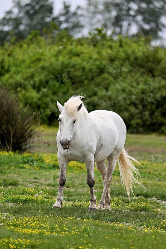 Camargue horse (Equus caballus), running across a meadow of yellow flowers in bloom, Saintes-Marie-de-la-Mer, Camargue, southern France, France