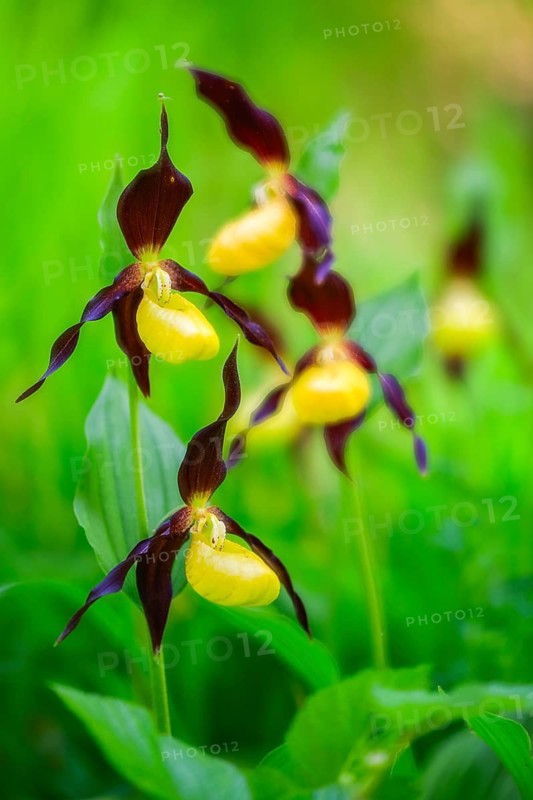 European lady's slipper (Cypripedium calceolus), orchid family (Orchidaceae), group, mountain path, Upper Danube nature park Park, Baden-Württemberg, Germany