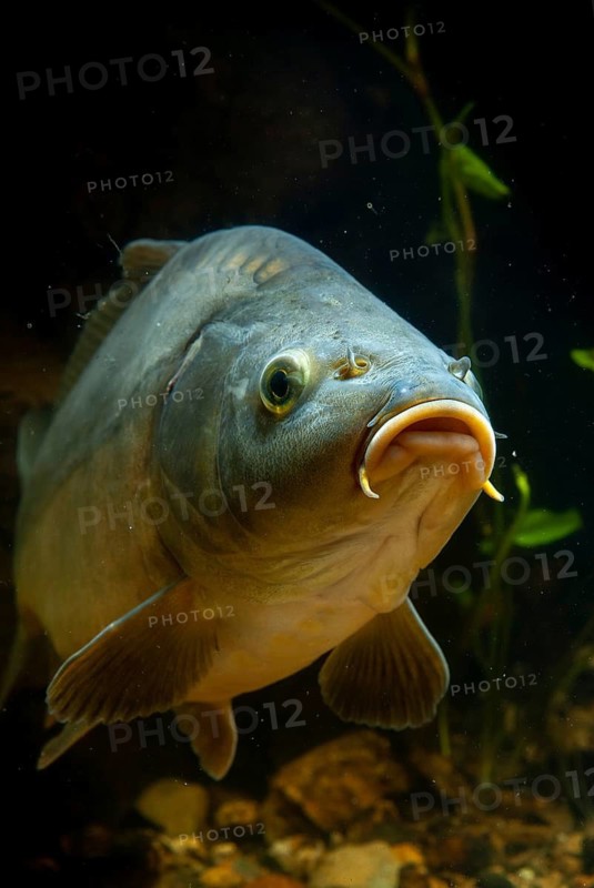 Carp, Cyprinus carpio, fish, fishes, high size, portrait format, leather carp, pisces, mirror carp