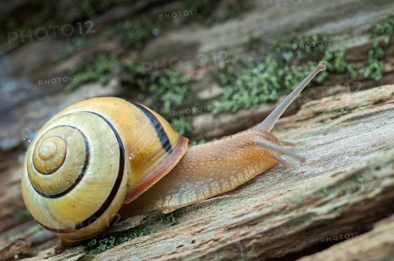 Banded snails, cepaea, cepaea nemoralis, grove snail, hornsnail, helicidae, snails, black-mouthed banded snail, gastropoda, mollusca, molluscs, snails, snails, snails, molluscs