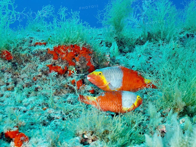 Two colourful parrotfish, Mediterranean parrotfish (Sparisoma cretense), swimming in a lush reef, Pasito Blanco Reef dive site, Arguineguín, Gran Canaria, Spain, Atlantic Ocean