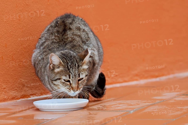 House cat drinks milk from a small bowl, Algarve, Portugal