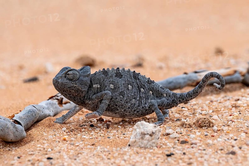 Desert chameleon, Namaqua chameleon (Chamaeleo namaquensis), Namib Desert near Swakopmund, Namibia