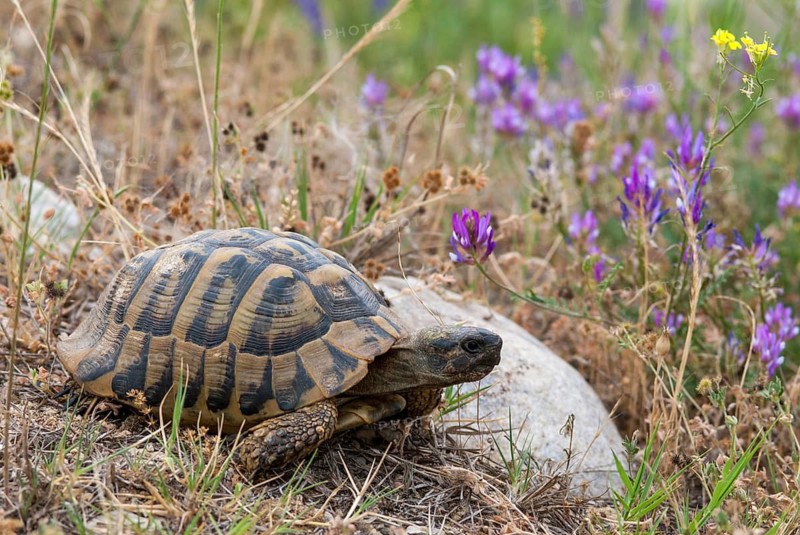 Greek tortoise, Herman's tortoise, testudo hermanni, Bulgaria, critters, reptilia, reptiles, tortoises, tortoises, turtles