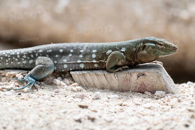 Racer lizard (Cnemidophorus murinus), Curacao