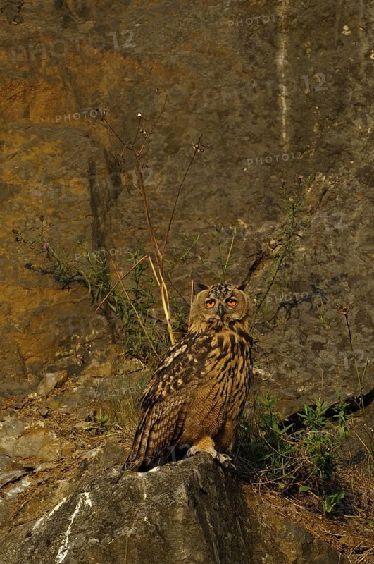 Eurasian Eagle-owl, bubo bubo, quarry in Sauerland, 16.07.2009