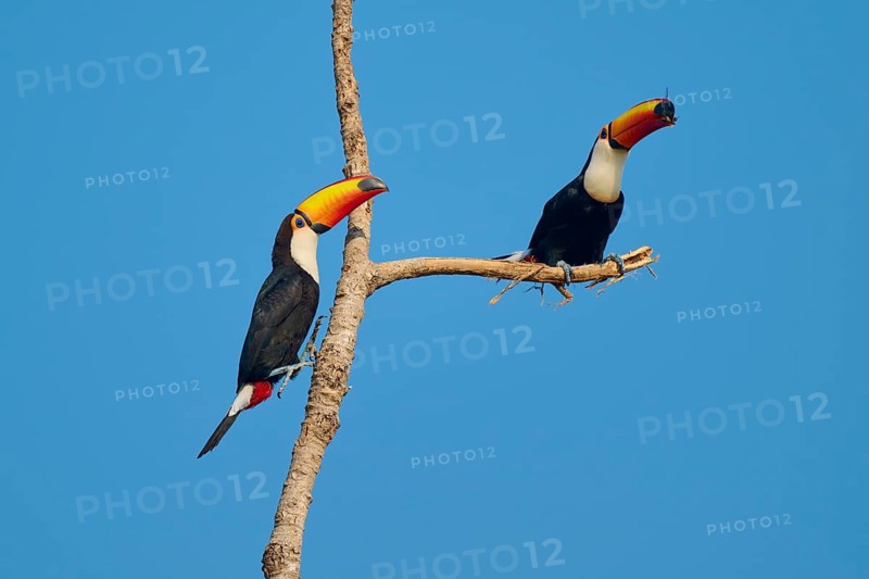 Two toucans on a single branch, set against a clear blue sky, Giant Toucan (Ramphastos toco), Pantanal, Mato Grosso, Brazil