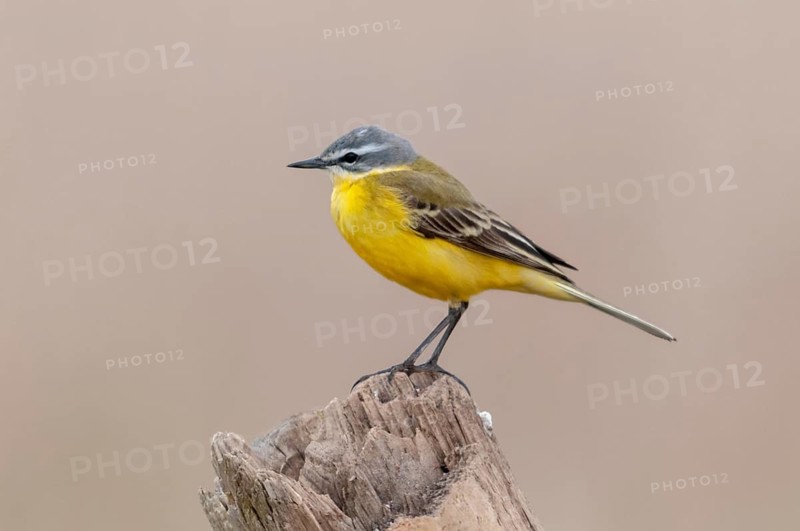 Motacilla flava, sheeptail, western yellow wagtail, yellow wagtail, birds, male, passeri, songbirds, birds