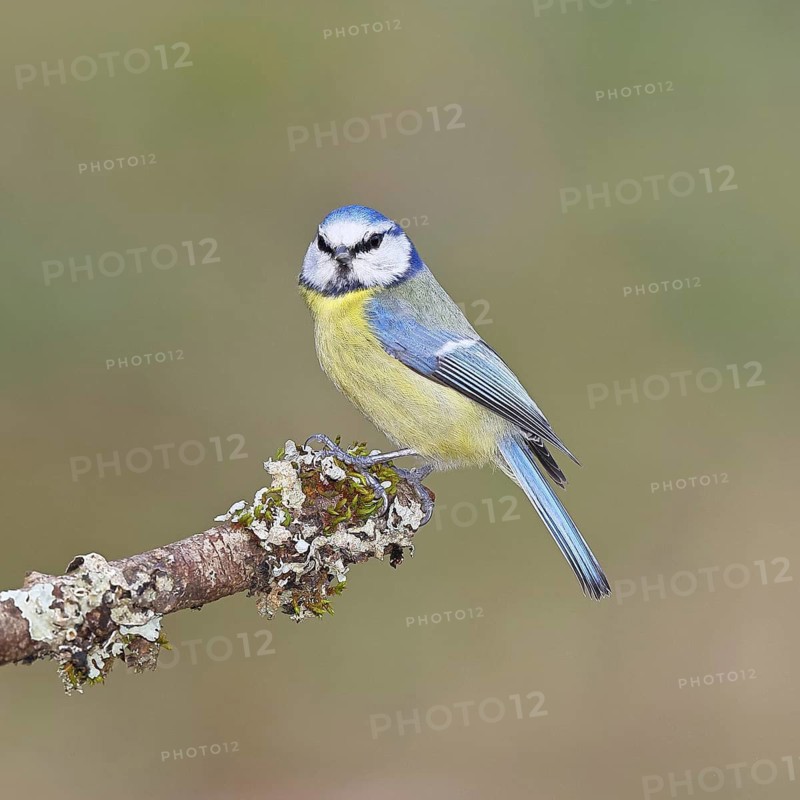 Blue Tit (Parus caeruleus), perched on a branch covered in lichen, Wilnsdorf, North Rhine-Westphalia, Germany