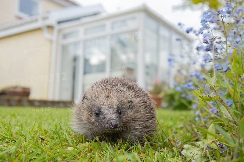 European hedgehog (Erinaceus europaeus) adult animal on a garden grass lawn with a house conservatory in the background, England, United Kingdom