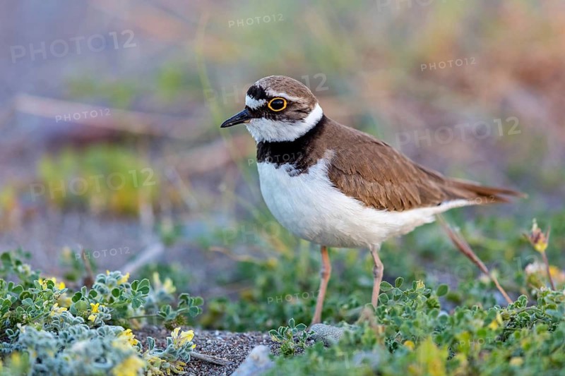 Little Ringed Plover, Little Ringed Plover, (Charadrius dubius), plover family, biotope, foraging, Lesbos, Lesbos Island, Greece