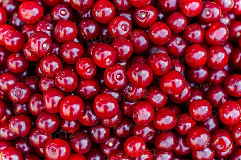 The texture of many red cherries. Natural background of harvested ripe red sour cherry berries