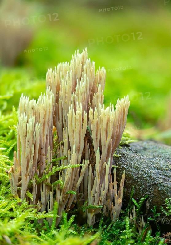 Clavaria apiculata, clavaria densissima, clavariella apiculata, green-tipped coral fungus, green-tipped coral, coral, ramaria apiculata, pointed coral, turquoise-pointed coral, fungi, fungus, high size, vertical format, mushrooms