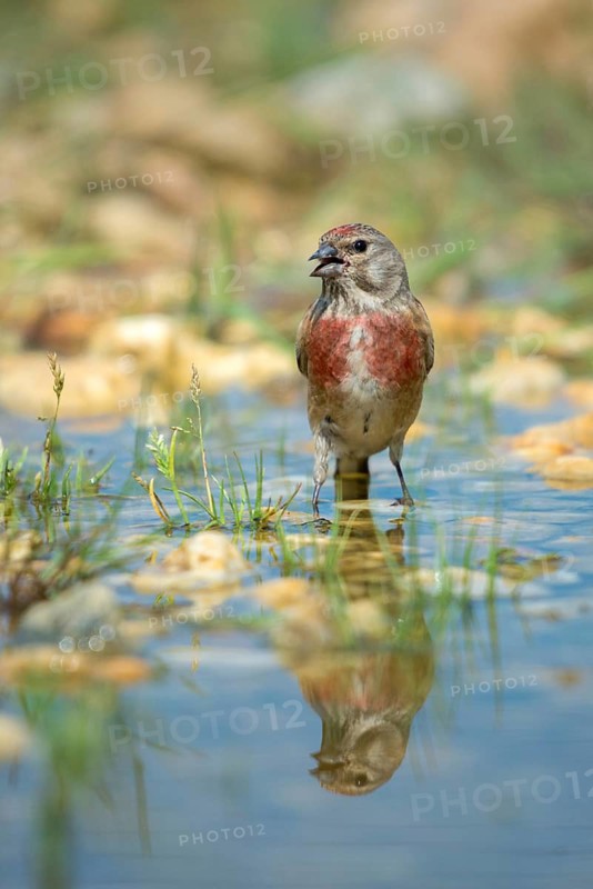 Acanthis cannabina, bloodtail, linaria cannabina, linnet, bath, bird bath, birds, high size, portrait, male, mirror, male, passeri, songbirds, songbirds, mirror image, drinking, birdbath, birds, watering place