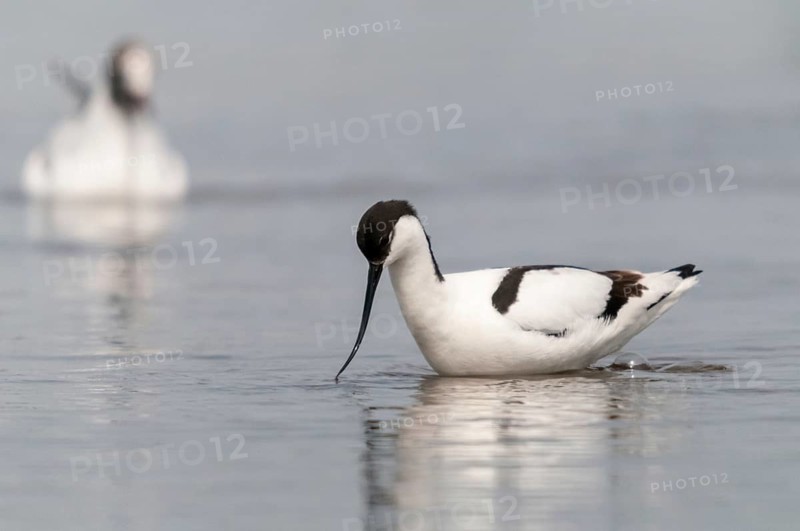 Avocet, Recurvirostra avosetta, saber beaks, birds, charadriiformes, limikolen, birds, waders, waterbirds, waders