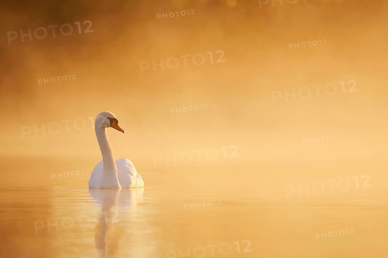 A mute swan (Cygnus olor) swims on a lake in the morning mist at sunrise, North Rhine-Westphalia, Germany
