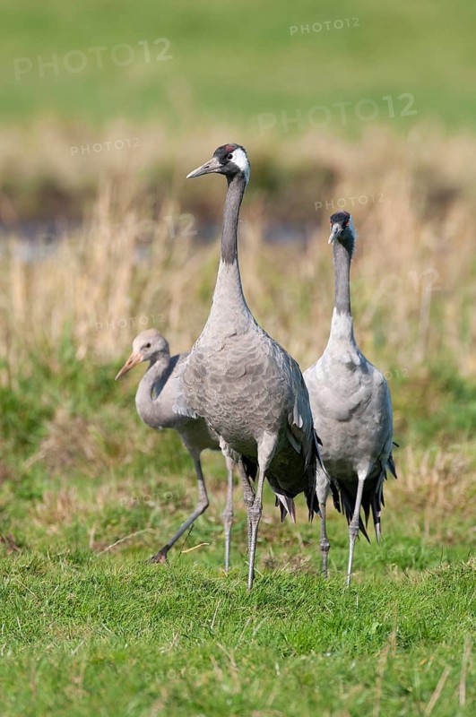 Cranes (Grus grus) leading their young across a meadow, Groß Mohrdorf, Lower Saxony, Germany