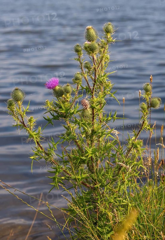 Asteraceae, Cirsium vulgare, common thistle, daisy, lanceolate thistle, common thistle, flora, high size, portrait, thistle, plants, plants, spear thistle