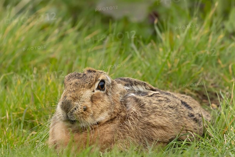European brown hare (Lepus europaeus) adult animal resting in a grass field, England, United Kingdom