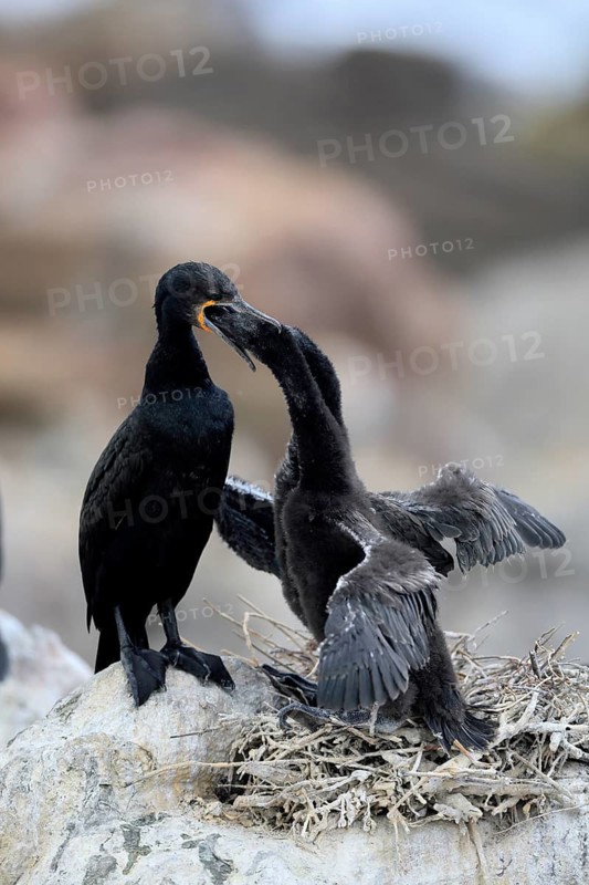 Cape cormorant (Phalacrocorax capensis), adult, two chicks, feeding, nest, on rocks, Betty's Bay, Stony Point Nature Reserve, Western Cape, South Africa