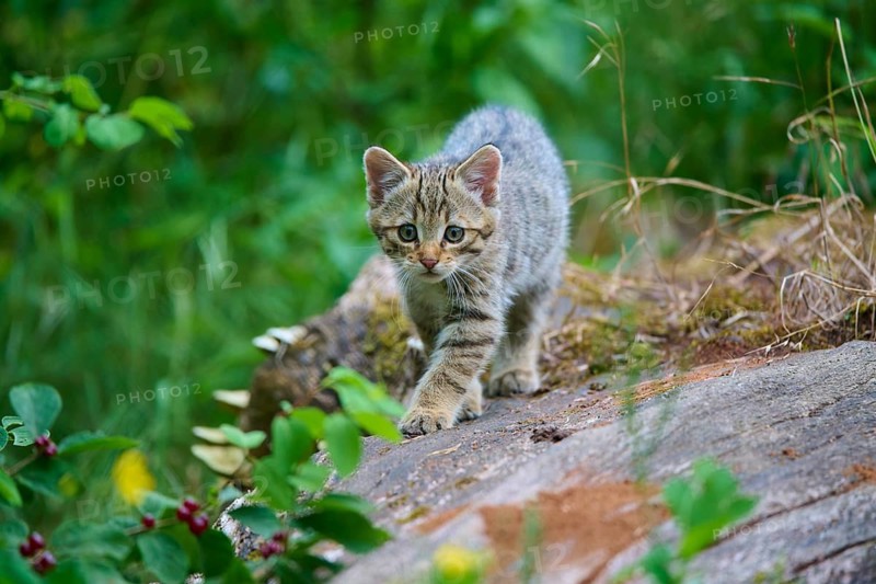 A curious kitten walking on stony ground in the forest, a young European wildcat (Felis silvestris), Hesse, Germany