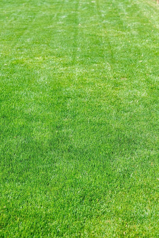 Natural green lawn background texture. A lush green lawn with neatly mowed stripes. The grass is vibrant and healthy, showcasing a well-maintained outdoor space