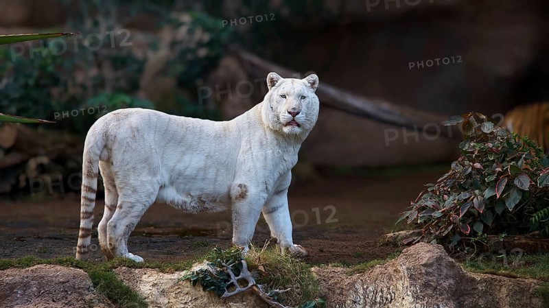 A white tiger (Panthera tigris) stands in the foreground against a natural backdrop of plants, Loro Parque, Puerto de la Cruz, Tenerife, Canary Islands, Spain