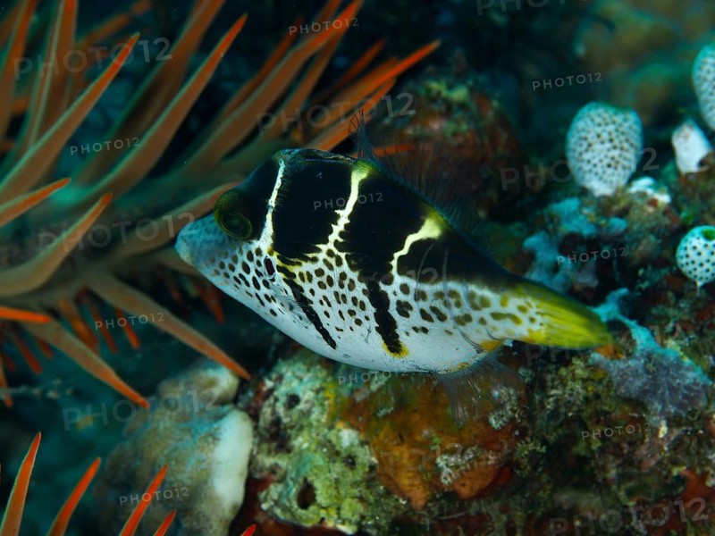 A small tropical fish with striking markings, the mimic filefish (Paraluteres prionurus), in a reef at the Spice Reef dive site, Penyapangan, Bali, Indonesia