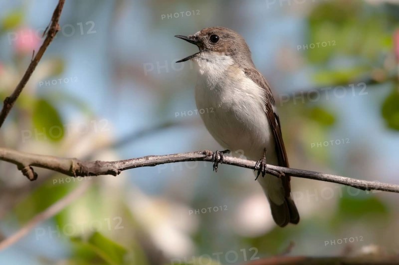 Ficedula hypoleuca, pied flycatcher, mourning snapper, mourning snapper, birds, song, passeri, singing, songbirds, birds