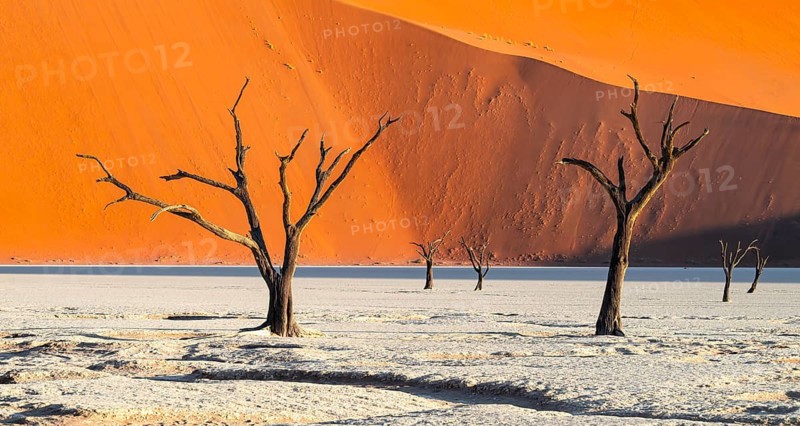 Dead camel thorn trees (Vachellia erioloba), red sand dunes, white salt pan, Dead Vlei, Sossusvlei, Namib Desert, Namib-Naukluft Park, Namibia