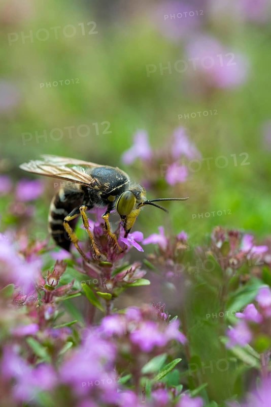 Bembix rostrata, common European sand wasp, crabroniade, hymenoptera, rotary wasp, digging wasps, high size, portrait format, insects, rostrate bembix wasp