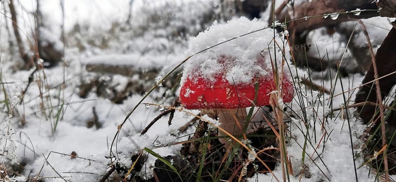 A red fly agaric (muscaria) with a layer of snow in a cold, wintry landscape, Franconian Forest nature park Park, Upper Franconia