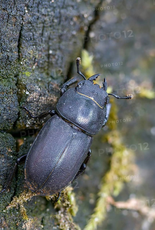 Barkschröter, Dorcus parallelipipedus, Lesser stag beetle, dwarf stag beetle, beetle, Coleoptera, high size, portrait format, insects, beetles