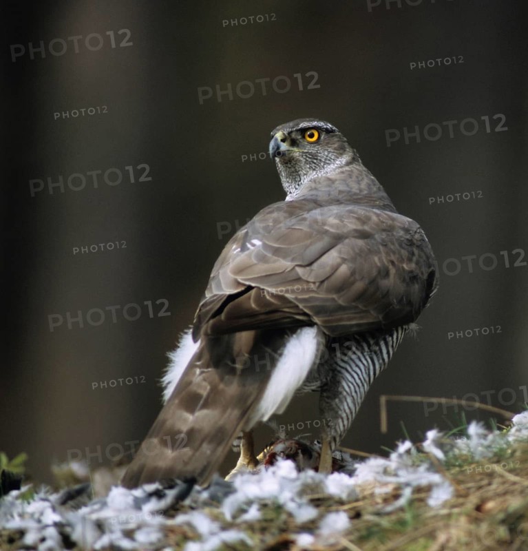Accipiter gentilis, accipitriformes, goshawk, hawk, prey, birds, capture, female, birds of prey, high size, portrait format, leo, raptor, raptors, birds, female